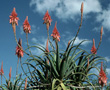 aloevera2